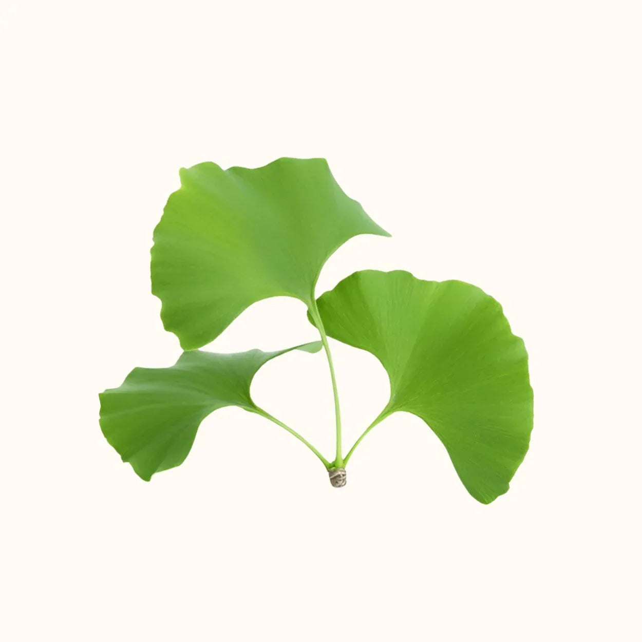 ginkgo biloba