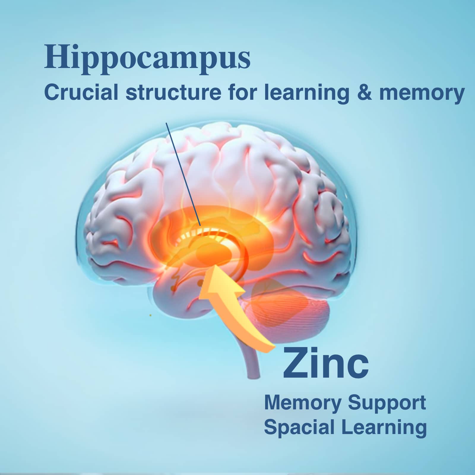 Diagram of a brain with the hippocampus highlighted, indicating its importance for learning and memory, and the role of zinc in this process.
