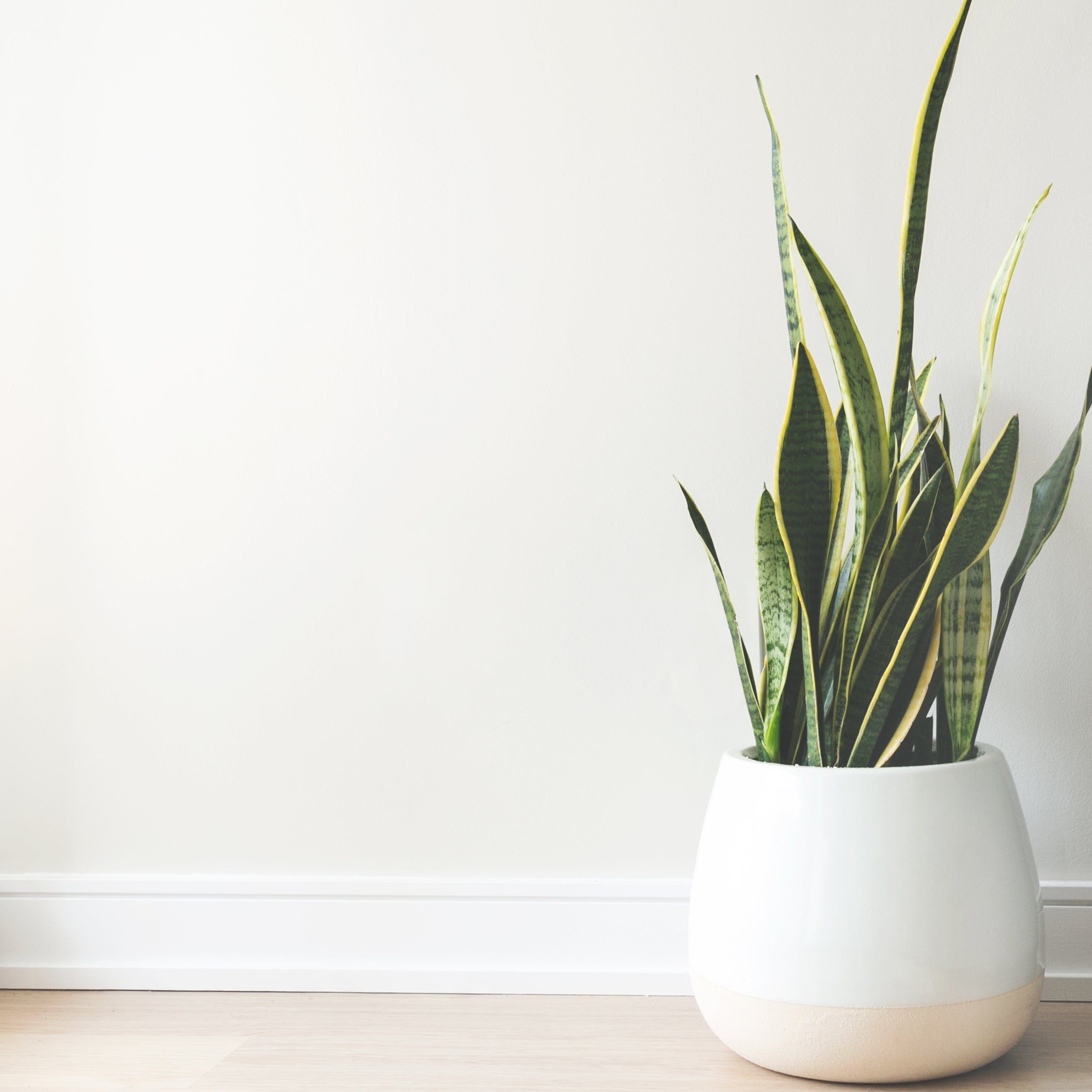 Potted plant on a wooden floor next to a white wall