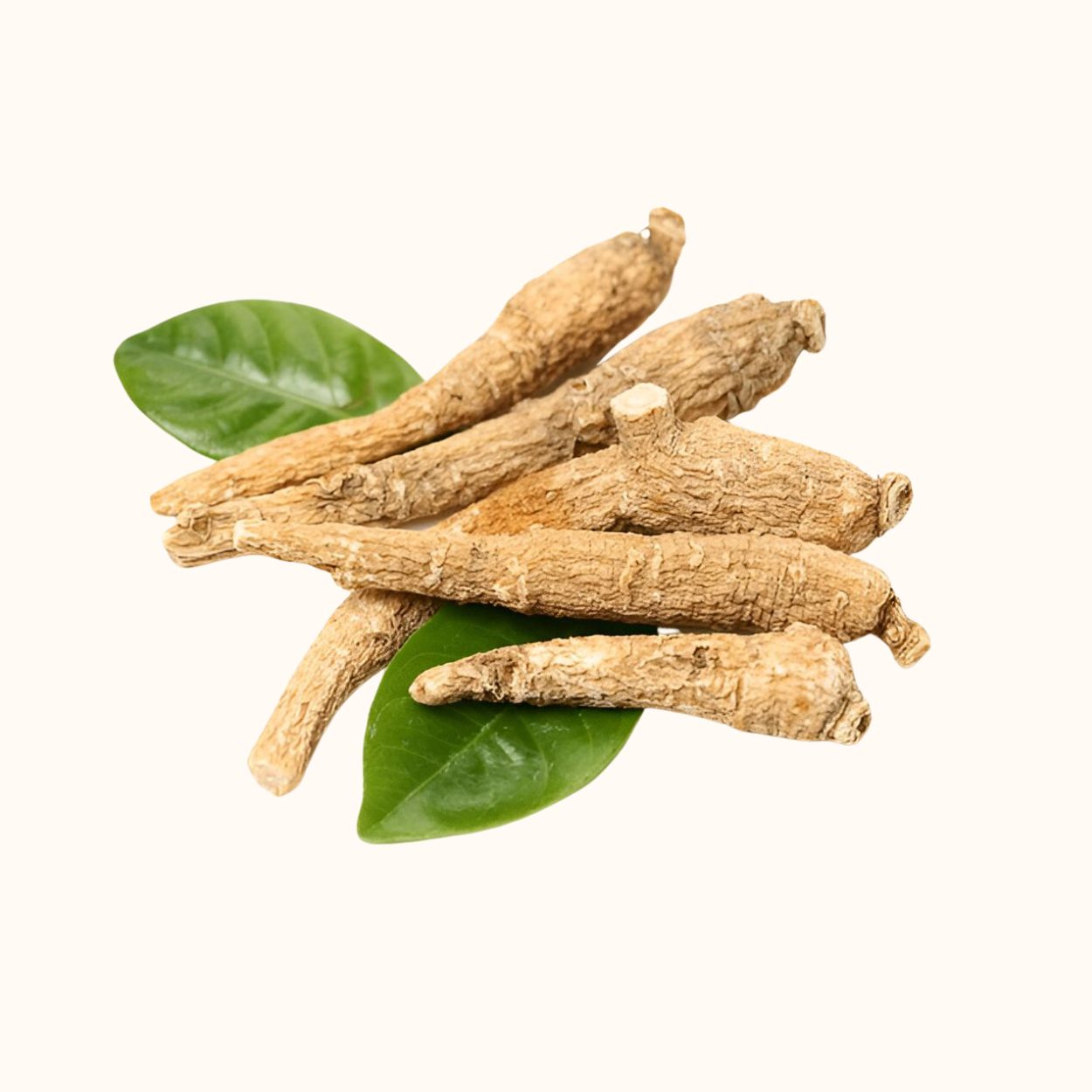 american ginseng 2